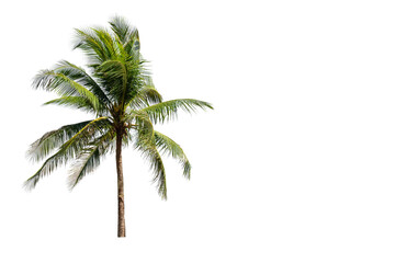 Fototapeta na wymiar Isolated, Tropical coconut tree 