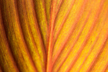 abstract background - Leaf structure, leaf of an exotic plant at magnification