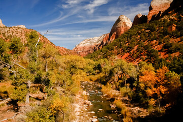 The Virgin River in Zion National Park during the fal season.  Trees showing fall colors line the river.