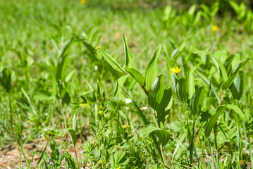 Fototapeta na wymiar Green lilies of the valley without flowers in a field lit by the yarek sun