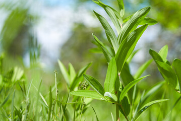 Green lilies of the valley without flowers in a field lit by a bright sun against a blue sky