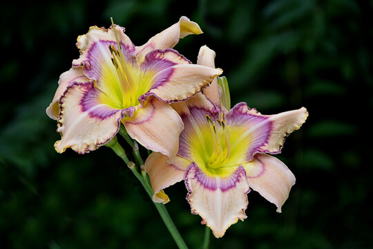 Closeup of gorgeous pair of dusty pink and wine lavender daylily blossoms with ruffled petals. Daylily (Hemerocallis) is named “Handwriting on the Wall.”