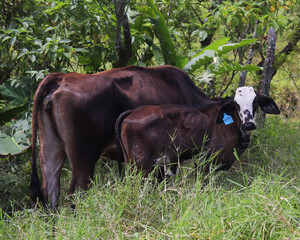 Vaca con becerro