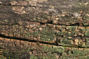 Structure of wood naturally lying in the forest
