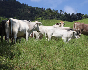 Ganado en campo