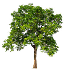 The green sacred tree is completely separated from the white background. Scientific name Pterocarpus macrocarpus