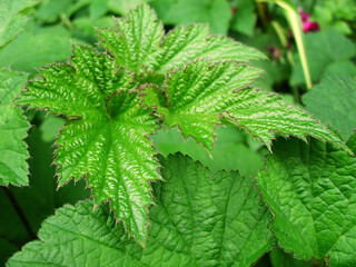 green leaves macro texture wallpaper