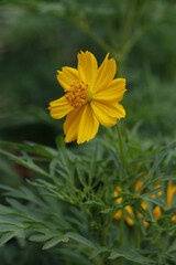 Obraz premium yellow flowers in the garden