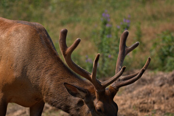 Mature Bull elk grazing in the meadow in early summer