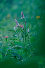 butterfly on a flower