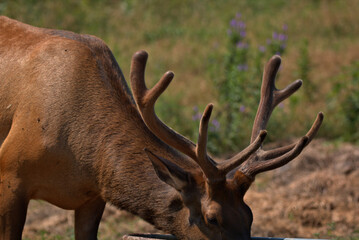 A couple of mature Bull elks on a hill top in a mountain meadow in the early summer