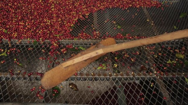 Coffee bean processing in Central America