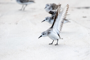 Sanderling Spreading Its Wings