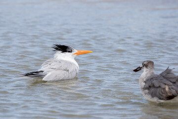 Royal Tern in the Water