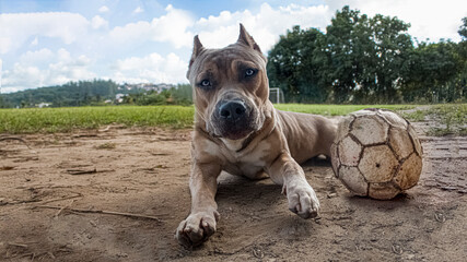 Pitbull monster