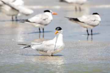 Least Tern at the Beach