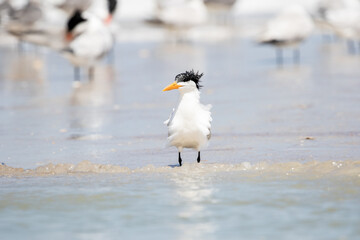 Least Tern at the Beach
