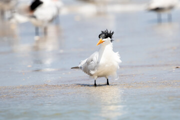 Least Tern at the Beach