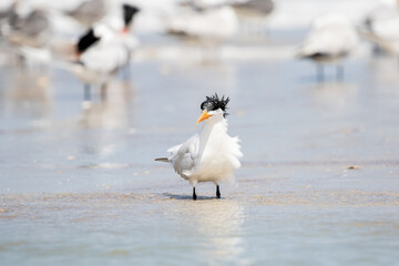 Least Tern at the Beach