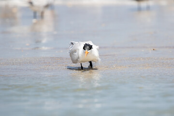 Least Tern at the Beach