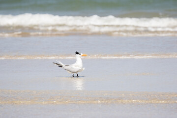 Royal Tern at the Ocean