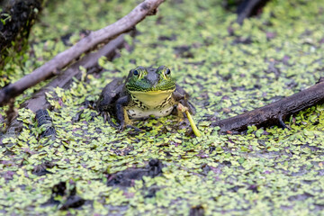 Pig Frog in the Wetland