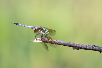 Dragonfly on a Branch