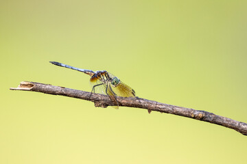 Dragonfly on a Branch