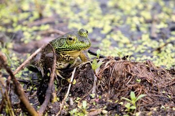 Pig Frog in the Wetland