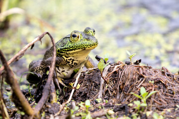 Pig Frog in the Wetland
