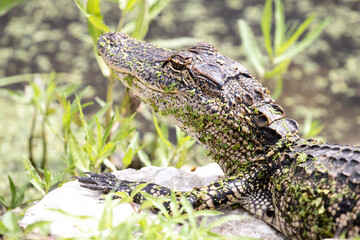 American Alligator Juvenile
