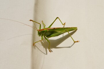 green grasshopper on a white background