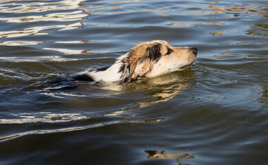 Perro nadando en el agua