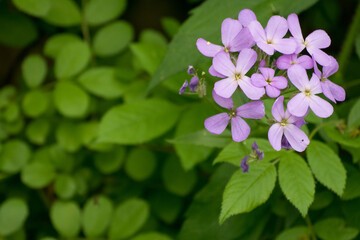 lilac flowers on green background