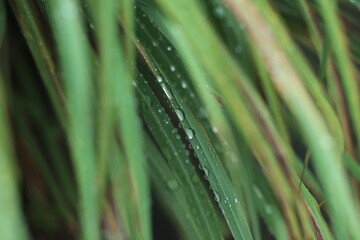 Fototapeta premium water drops on grass