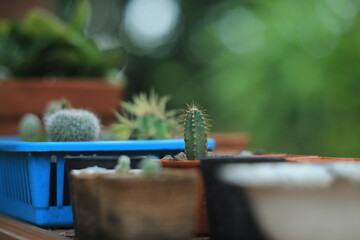cactus in a pot on the wall