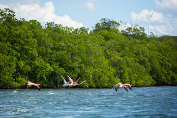 Pink flamingos flies over the water with mangroves and wind farms on background. Barahona Dominican...