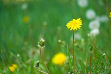 Obraz na płótnie Canvas Blossoming dandelion close-up - macro