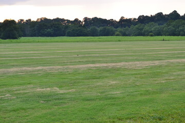 Fototapeta premium landscape with grass and sky
