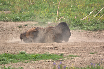 Bison or sometimes called Buffalo rolling in the dirt