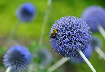 A bee on a Globe Thistle 'Taplow Blue' flower
