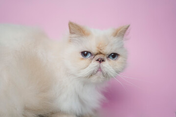 Himalayan Cat Cream Point on pink background