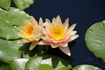 A light orange color of Tropical Day-Flowering Waterlily on top of a pond