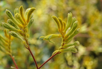 Fototapeta premium Tiny flowers of Kangaroo-Paws 'Big Roo Yellow'