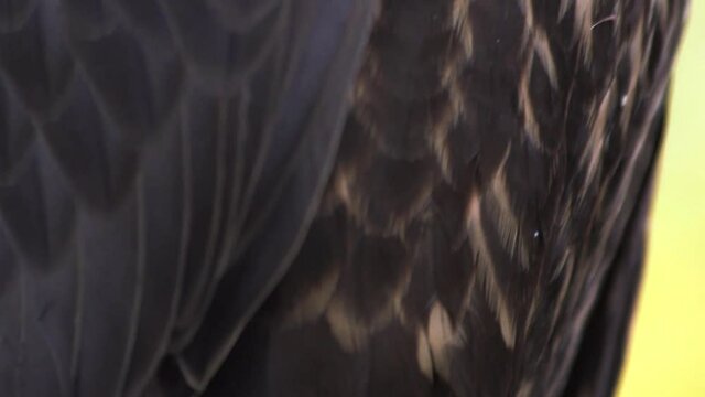 Close up of black falcon with large dark talons and beautiful feathered pattern