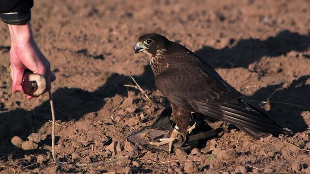 Black falcon just caught fake prey during falconry training, man rolling up line