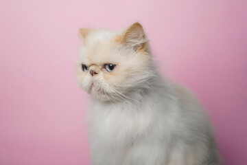 Fototapeta premium Himalayan Cat Cream Point on pink background