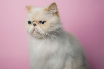 Fototapeta premium Himalayan Cat Cream Point on pink background