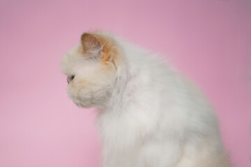 Himalayan Cat Cream Point on pink background