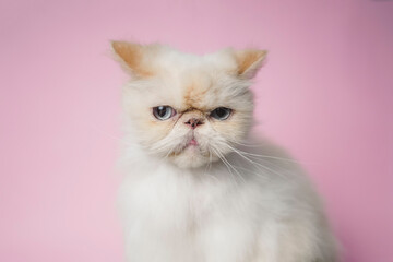 Fototapeta premium Himalayan Cat Cream Point on pink background